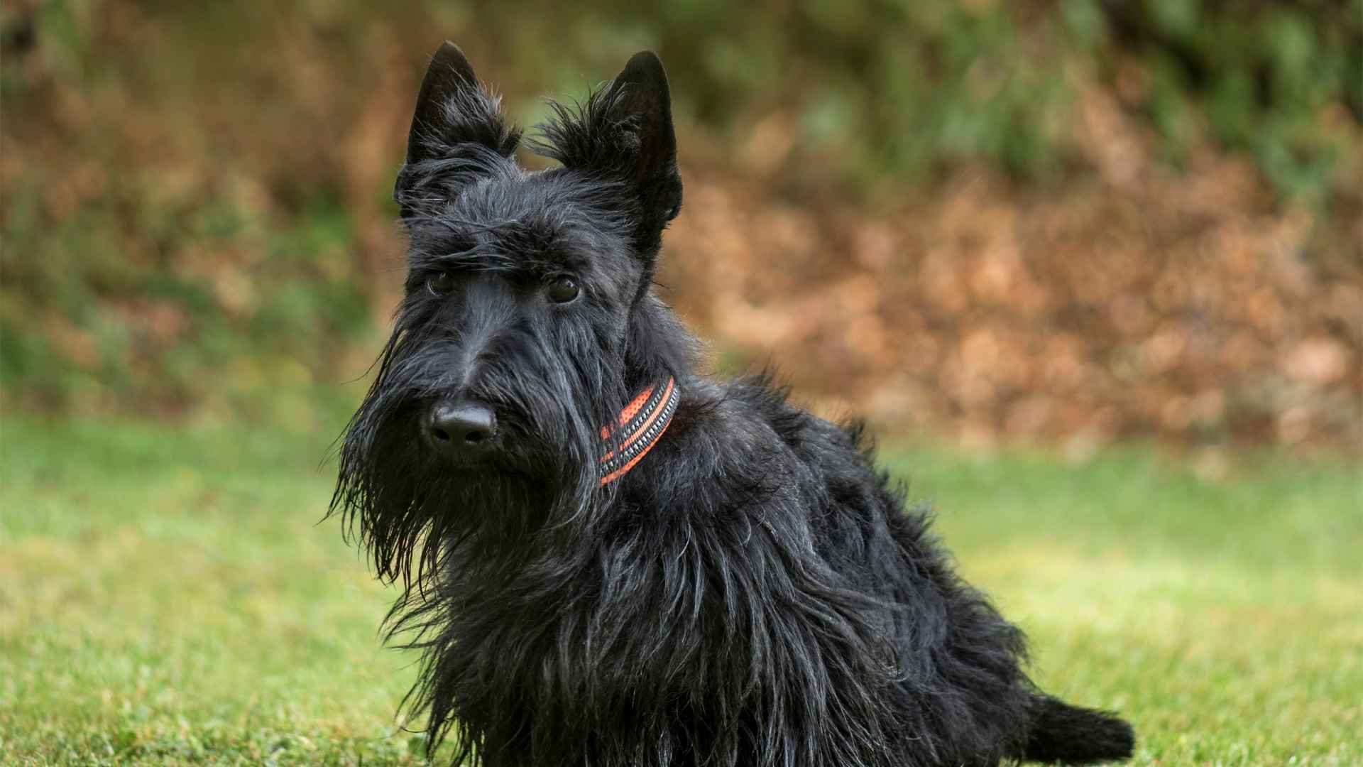 Terrier Escocés